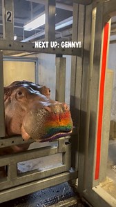 7.3K views · 143 reactions | You asked, and we're answering! Here is the process of how our infamous Hippo Kiss paintings are made 鍊 What color should Button and Genny paint with next?  Let us know in the comments! | Adventure Aquarium | Facebook