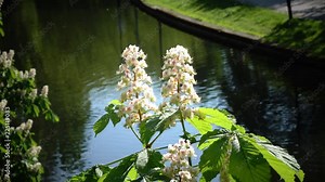 Chestnut tree Chromakey. Blooming chestnut. Swaying Branches Inflorescence chestnut. Chroma Sunny day. The branches of the chestnut tree with flowers and green leaves
