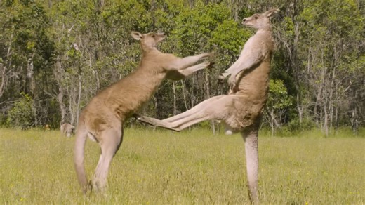Watch a kangaroo kick strong enough to break bones - "Stay back"