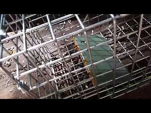 Havahart squirrel trap in action