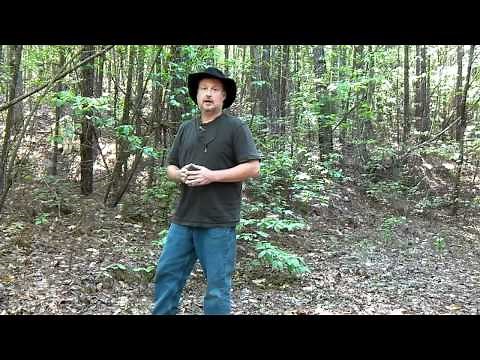 FAQ - Where do Bats Go in the Winter