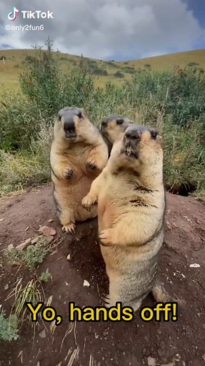 Hands off! Leave me alone #groundhog #funny #moment #amusing #eat | groundhog voice over