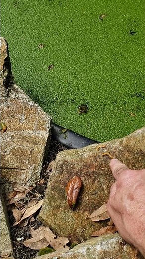 The Lizards steals the Frogs training food.