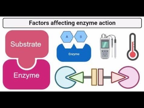 factors affecting Enzyme Activity ; Temperature, pH, Substrate concentration, Enzyme concentration