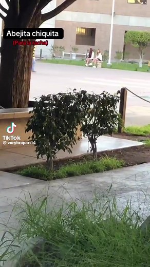 Videos de profe.martin (@profe.martin5) con “sonido original - profe.martin”