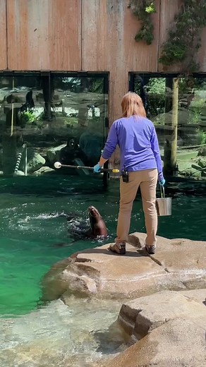 We’d be lion if we said we weren’t excited to share that guests can now enjoy a narrated Sea lion show at Toledo Zoo! 🦭🎉 The show is available daily at 10:30 a.m. and 2:30 p.m. Plan your visit at the link in our bio. Summer feeds and animal demos sponsored by Chevrolet Northwest Ohio Chevy Dealers. #toledozoo #toledoohio #sealion #sealionshow #sealions #zoo #zooanimals #animals #animalsoftiktok #toledo #ohio #detroit #michigan #summer #summervibes #summertime #zookeeper #zookeeperlife #zookeep