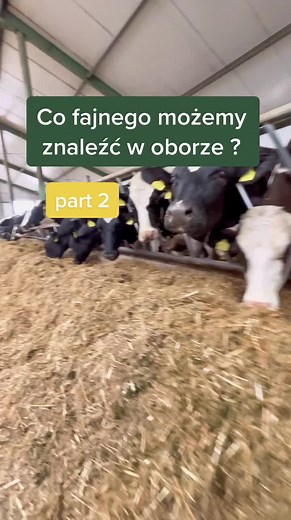 Cows in the Barn: Automatic Feeding and Daily Life