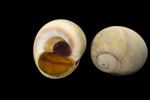 Moon Snail -