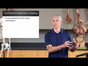 Excitation - Contraction Coupling (Ch10 - Slides79-83)