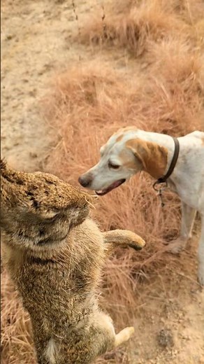 rabit in hand# hunting with pointer dog#rabbit #hargosh #nature #villagelife