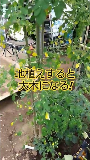 ＃364 モリンガは地植え、鉢植えで20本。もう少し増やしておくか？ #モリンガ #アミノ酸 #来年は露地栽培？