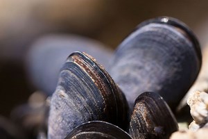 Shellfish Toxicity Warning Advice Remains in Place