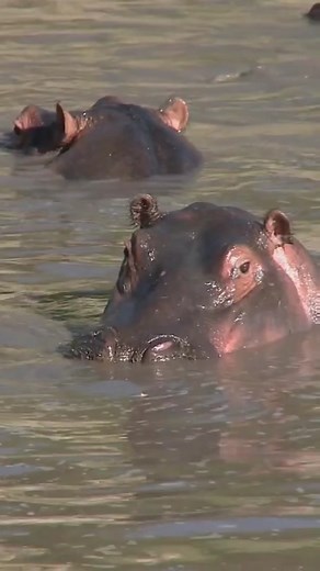 Hippos are the only land animals in Africa that mate in the water. #AnimalFacts #hippo #edutok #mating
