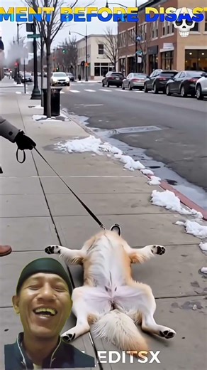 Dog Suddenly “Surrenders” When a Police Car Passes By! #shortsvideo