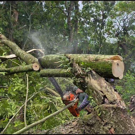 Cutting firewood!