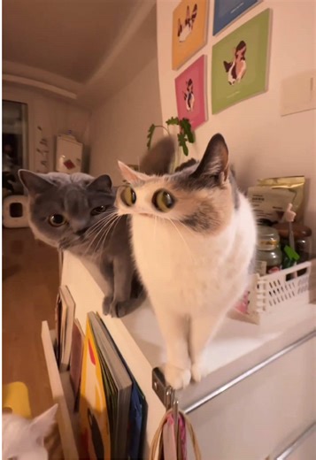 meep #meepcat #meme #cat | meep