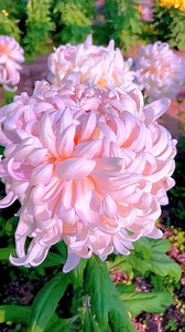 Chrysanthemum × morifolium (also known in the US as florist's daisy and hardy garden mum, is a hybrid species of perennial plant in the genus Chrysanthemum of the Asteraceae family. • For more Follow & Support : Valley Of Flowers • Credits : @___beautifulbloom (IG) Just DM for removal • #reels #floristsdaisy #daisy #blossom #bouquet #rose #roses #flowers #daisylove #flowers🌸 #trending #explore #sky #garden #reelvideo #bns_flowers #viral #love #fbpost #blossoms #pink #video #shorts #reels #fbree