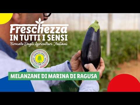 Marina di Ragusa Eggplant | Freshness in Every Sense | Lidl Italy