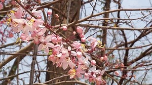 Flowers of Cassia bakeriana or common name Horse Cassia , Pink Cassia , Pink Shower or Wishing Tree. Flowering plants in the legume family usually found in every part of Thailand. Stock Video
