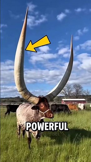 If You Ever See These Powerful Horns… Back Away Fast