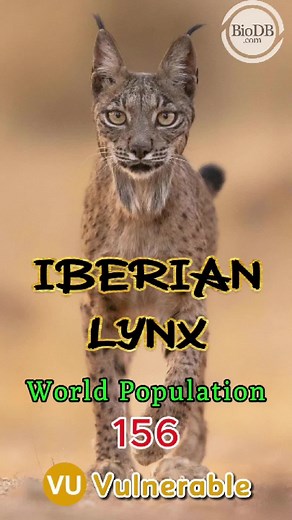 Animal of the Day | BioDB.com on TikTok