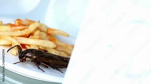 Fried Giant Water Bug - Lethocerus indicus with french fries on a plate are heated in a microwave.