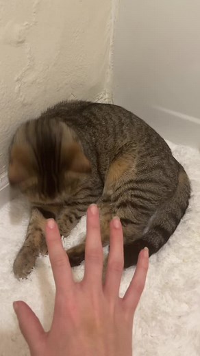 Chloe Lane (@chloelanec)’s videos with original sound - Evan Helbling