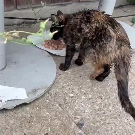 Rescue Mission for an Injured Cat in Distress