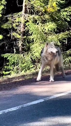 Look at those paws! 😊How Lucky for you, Enjoy 🤩😍🥰 | Wolf Lovers USA Shop