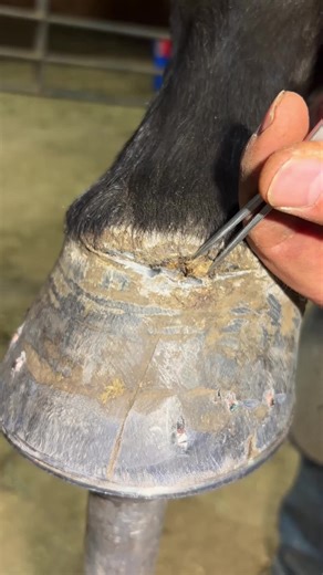 Satisfying Horse Farrier Experience