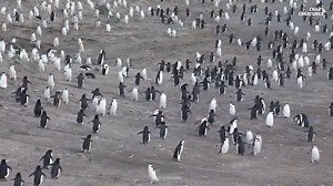 The volcanic island that became predator-free penguin heaven