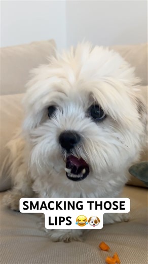 He be smacking those lips 😂😂 #reels