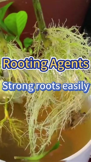 Make your own rooting formula is so easy #garden #gardening #planting #farming #gardeningtips #roots