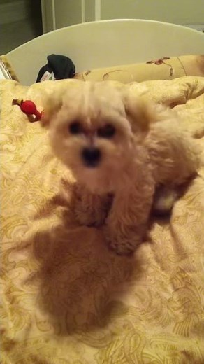 maltipoo barking