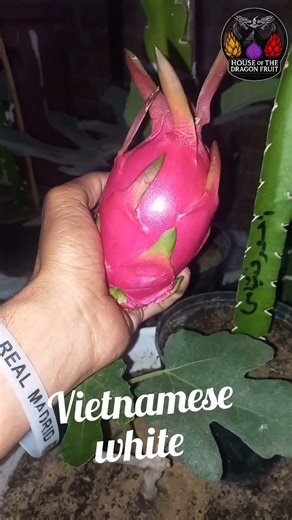 Harvest My First Vietnamese White ابيض فيتنامي #dragonfruit #pitaya #tropicalfruit #pitahaya #fruit