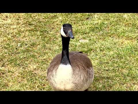 Canada Geese Return After Long Winter