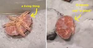 This Video Of A Mollusk Moving Underwater Has People Completely Losing Their Shit