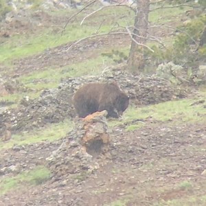 535K views · 1.2K reactions | It’s grizzly breeding season! Parks are open! Come tour Yellowstone and Grand Teton! #BrushBuck #WeAreWildlife #DBradWildlife #SueErnisse #Yellowstone #GrandTeton #JHDreaming #jacksonholewyoming | BrushBuck Wildlife Tours, Inc. | Facebook