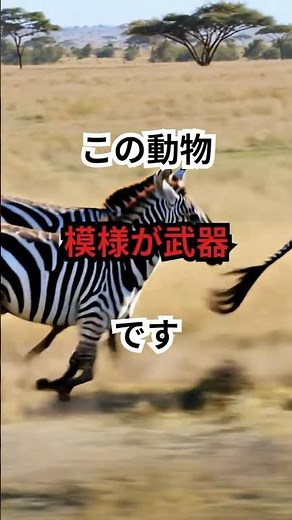 白黒はおしゃれじゃない。シマウマ #動物雑学#生き物の不思議 #動物の秘密 #知識 #豆知識 #知的好奇心
