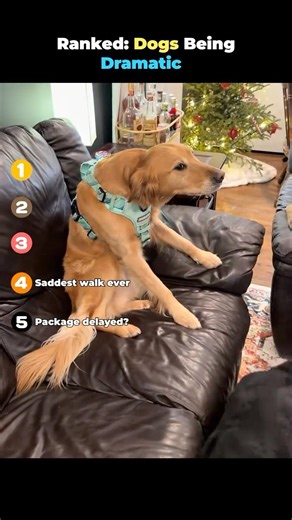 Ranked Dogs Being Dramatic