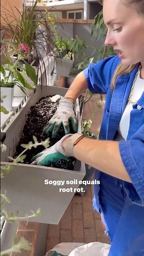 How To FIX Soggy Soil & Prevent Root Rot! 🌱💦