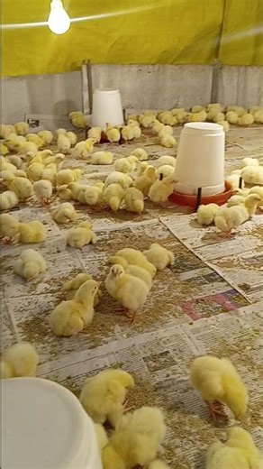 winter brooding management