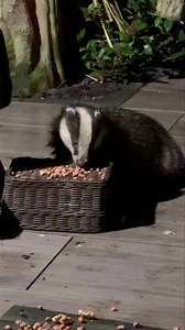 20K views · 3.3K reactions | I think this is another new Badger passing through. Females are giving birth this month and it’s time for some cubs from last year to move onto new territory. I expect we may see a few more newbies in the coming months. 說❤️ | Mr Lumpy & Friends. | Facebook