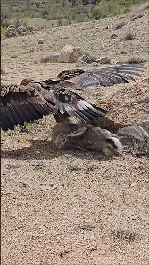 Golden Eagle Hunts and Lifts a Rabbit | Incredible Power of Nature"🦅 #eagle #hunter #bird #wildlife