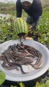 577K views · 2.8K reactions | What a fish catching video by watermelon in village wetland it is ! #fishinglife #reels #fish #fishing | Fishing is Life | Facebook