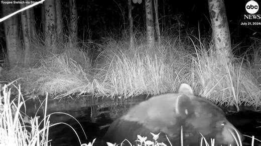 SPA DAY: A bear was spotted taking a relaxing dip in a pond next to some mint leaves in South Lake Tahoe. >> https://www.wsbtv.com/news/trending/ | WSB-TV
