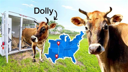 Our Cow’s 15 Hour Trip to the Breeding Farm