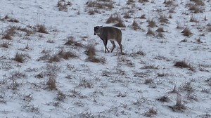 I was trying to make a video showing how much deer prefer alfalfa hay over grain in the winter. But Sand Storm came around and broke up the party ! 😂 | Sinking Creek Whitetails