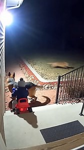 Guard Dog Scares Off Fox on Porch Fort Collins, Colorado — October 18, 2024 A quiet fall evening turned tense when a red fox padded into a suburban front yard and crept toward a toddler seated on a red ride-on toy at the top of the porch steps. Security-camera footage shows the brick path and concrete stoop lit by a cool, bright floodlight as the fox moves cautiously into the frame, tail low and eyes fixed on the child bundled in a dark jacket and gray pom-pom beanie. Just as the fox nears the s