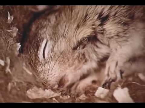 Best Documentaries | Investigating Hibernation (1972) | Amazing Rare Film